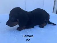 Female 2, a female Miniature Dachshund for sale in Keota, OK – Photo 3 of 5