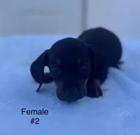 Female 2, a female Miniature Dachshund for sale in Keota, OK – Photo 1 of 5