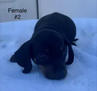Female 2, a female Miniature Dachshund for sale in Keota, OK – Photo 5 of 5