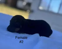 Female 2, a female Miniature Dachshund for sale in Keota, OK – Photo 4 of 5