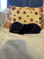Blue, a male Miniature Dachshund for sale in Keota, OK – 4 of 6