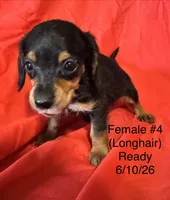 Female #4, a female Miniature Dachshund for sale in Keota, OK – 3 of 6