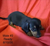 Male #2, a male Miniature Dachshund for sale in Keota, OK – 7 of 8