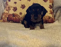 Lavender, a female Miniature Dachshund for sale in Keota, OK – 2 of 6