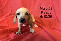 Male #3, a male Miniature Dachshund for sale in Keota, OK – 1 of 8