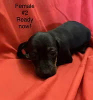 Female #2, a female Miniature Dachshund for sale in Keota, OK – 3 of 5
