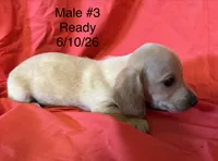 Male #3, a male Miniature Dachshund for sale in Keota, OK – 6 of 8