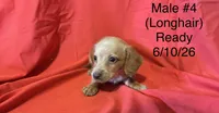 Male #4, a male Miniature Dachshund for sale in Keota, OK – 4 of 5