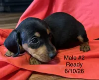 Male #2, a male Miniature Dachshund for sale in Keota, OK – 5 of 8