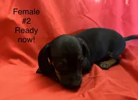 Female #2, a female Miniature Dachshund for sale in Keota, OK – 5 of 5