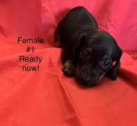 Female #1, a female Miniature Dachshund for sale in Keota, OK – 5 of 5