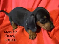 Male #2, a male Miniature Dachshund for sale in Keota, OK – 6 of 8