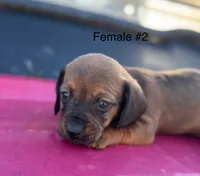 Female #2 *REDUCED*, a female Miniature Dachshund for sale in Keota, OK – Photo 3 of 9