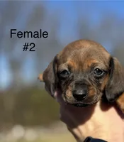 Female #2 *REDUCED*, a female Miniature Dachshund for sale in Keota, OK – Photo 4 of 9