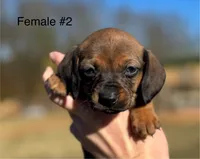 Female #2 *REDUCED*, a female Miniature Dachshund for sale in Keota, OK – Photo 2 of 9