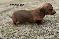 Female #2 *REDUCED*, a female Miniature Dachshund for sale in Keota, OK – Photo 9 of 9