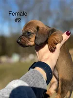 Female #2 *REDUCED*, a female Miniature Dachshund for sale in Keota, OK – Photo 6 of 9