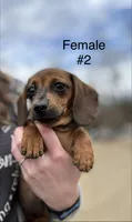 Female #2 *REDUCED*, a female Miniature Dachshund for sale in Keota, OK – Photo 7 of 9