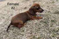Female #2 *REDUCED*, a female Miniature Dachshund for sale in Keota, OK – Photo 8 of 9