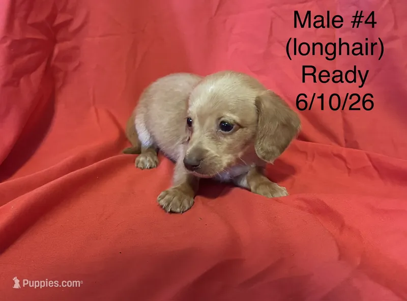 Male #4 – Miniature Dachshund puppy on hold in Keota, OK