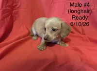 Male #4, a male Miniature Dachshund for sale in Keota, OK – 1 of 5