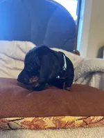 Blue, a male Miniature Dachshund for sale in Keota, OK – 5 of 6