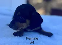 Female 4, a female Miniature Dachshund for sale in Keota, OK – Photo 3 of 4