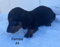 Female 4, a female Miniature Dachshund for sale in Keota, OK – Photo 2 of 4