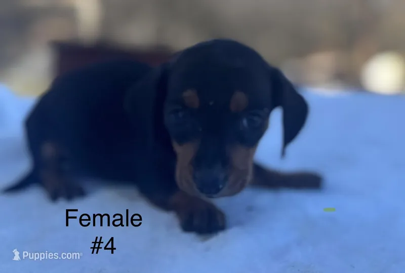 Female 4, a female Miniature Dachshund for sale in Keota, OK – Photo 1 of 4