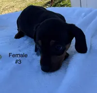 Female 3, a female Miniature Dachshund for sale in Keota, OK – Photo 5 of 6