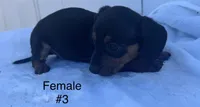 Female 3, a female Miniature Dachshund for sale in Keota, OK – Photo 4 of 6