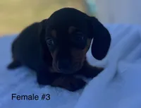 Female 3, a female Miniature Dachshund for sale in Keota, OK – Photo 3 of 6
