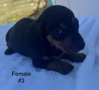 Female 3, a female Miniature Dachshund for sale in Keota, OK – Photo 1 of 6