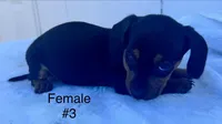 Female 3, a female Miniature Dachshund for sale in Keota, OK – Photo 6 of 6