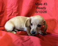 Male #3, a male Miniature Dachshund for sale in Keota, OK – 8 of 8