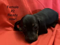 Female #2, a female Miniature Dachshund for sale in Keota, OK – 4 of 5