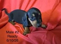 Male #2, a male Miniature Dachshund for sale in Keota, OK – 4 of 8