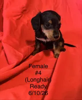 Female #4, a female Miniature Dachshund for sale in Keota, OK – 6 of 6