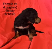 Female #4, a female Miniature Dachshund for sale in Keota, OK – 2 of 6