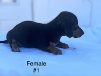 Female 1, a female Miniature Dachshund for sale in Keota, OK – Photo 2 of 4