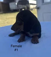 Female 1, a female Miniature Dachshund for sale in Keota, OK – Photo 3 of 4