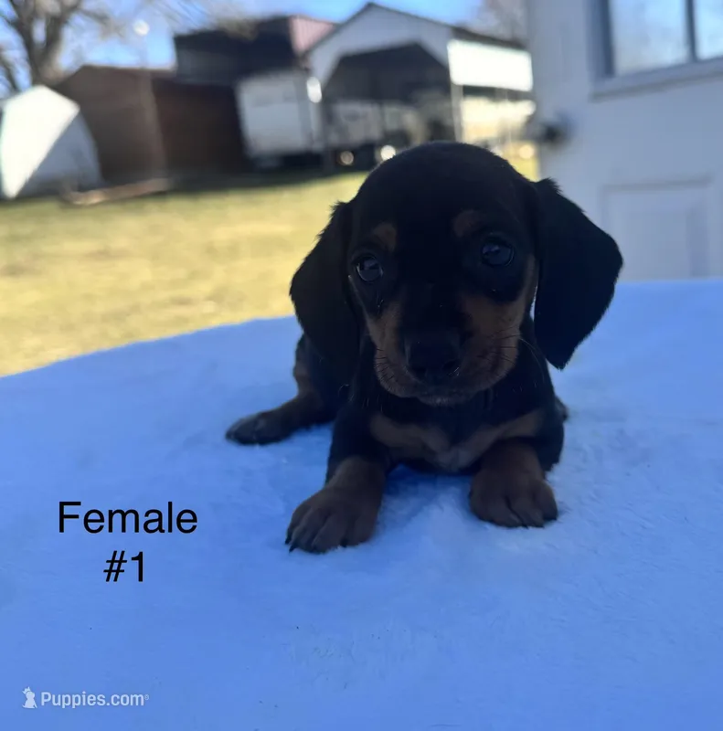 Female 1, a female Miniature Dachshund for sale in Keota, OK – Photo 1 of 4