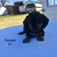 Female 1, a female Miniature Dachshund for sale in Keota, OK – Photo 1 of 4