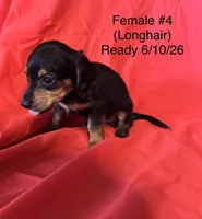 Female #4, a female Miniature Dachshund for sale in Keota, OK – 4 of 6