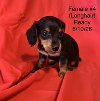 Female #4, a female Miniature Dachshund for sale in Keota, OK – 5 of 6