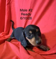 Male #2, a male Miniature Dachshund for sale in Keota, OK – 8 of 8