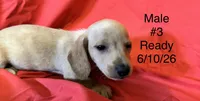 Male #3, a male Miniature Dachshund for sale in Keota, OK – 4 of 8