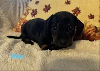 Blue, a male Miniature Dachshund for sale in Keota, OK – 2 of 6