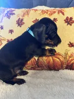 Blue, a male Miniature Dachshund for sale in Keota, OK – 6 of 6