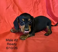 Male #2, a male Miniature Dachshund for sale in Keota, OK – 1 of 8